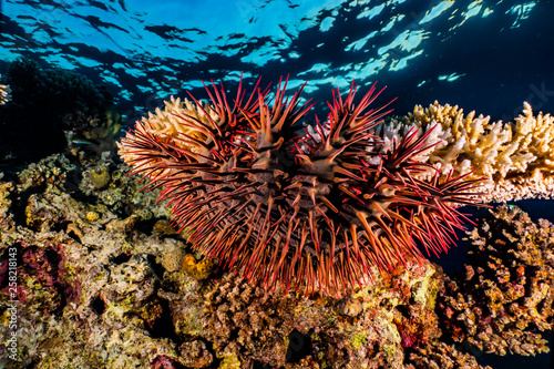 Coral reefs and water plants in the Red Sea, Eilat Israel