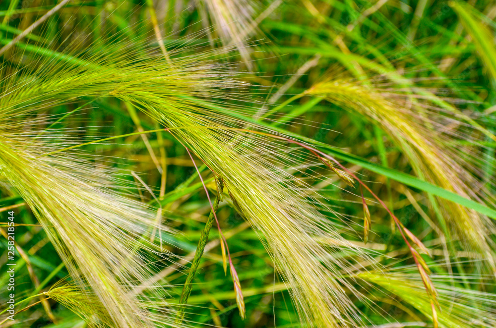 Close up on of three Grass seeds heads in field 
