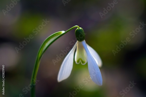 Galanthus nivalis or common snowdrop flower on a bright early spring day, dark blurred background macro photo © Valeronio