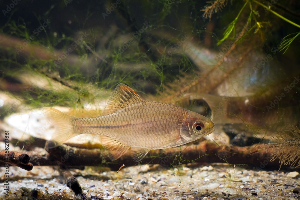 Fototapeta premium Rhodeus amarus, European bitterling, wide-spread wild small freshwater juvenile fish in typical moderate river biotope aquarium