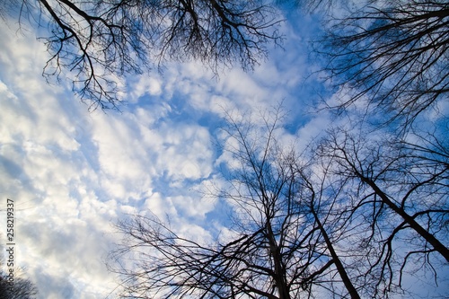 bare branches of trees against beautiful blue autumn sky with tender white clouds  panorama background