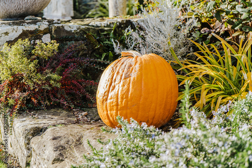 Big orange pumpkins on stone in the beautidul garden. Hever Castle, Kent, England photo