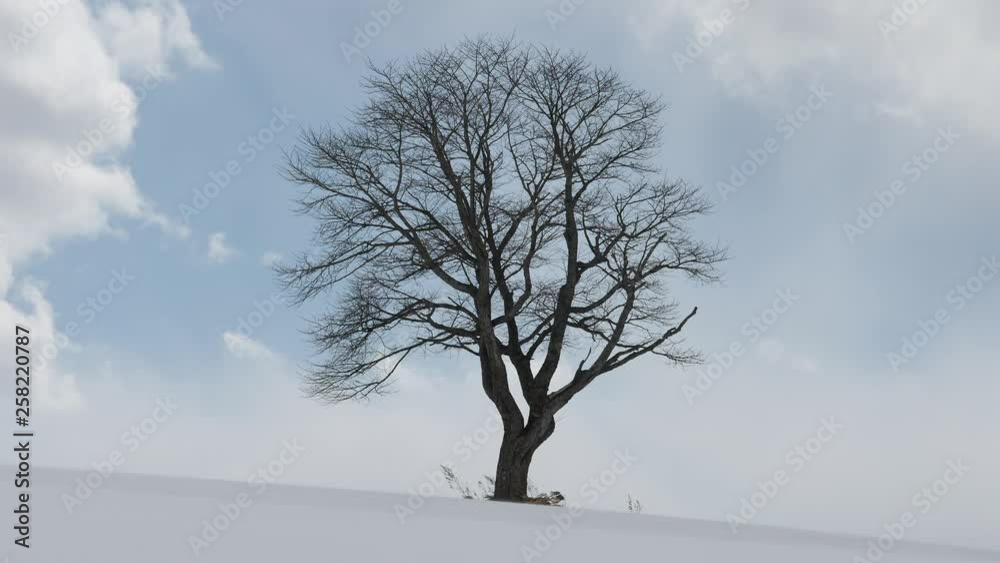 tree in winter tree in winter