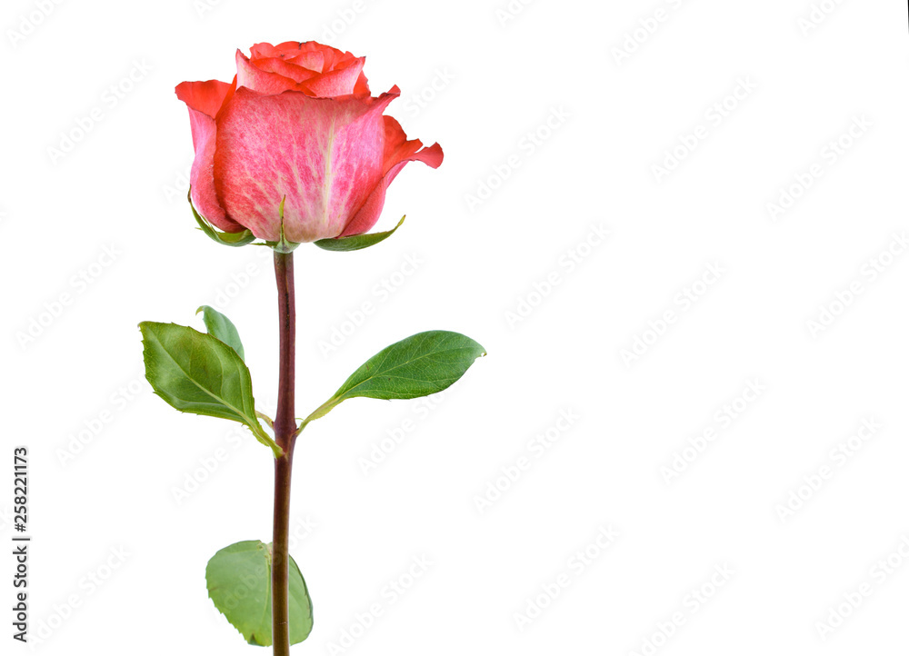 beautiful single pink rose on a white background. beautiful single pink rose on a white background.