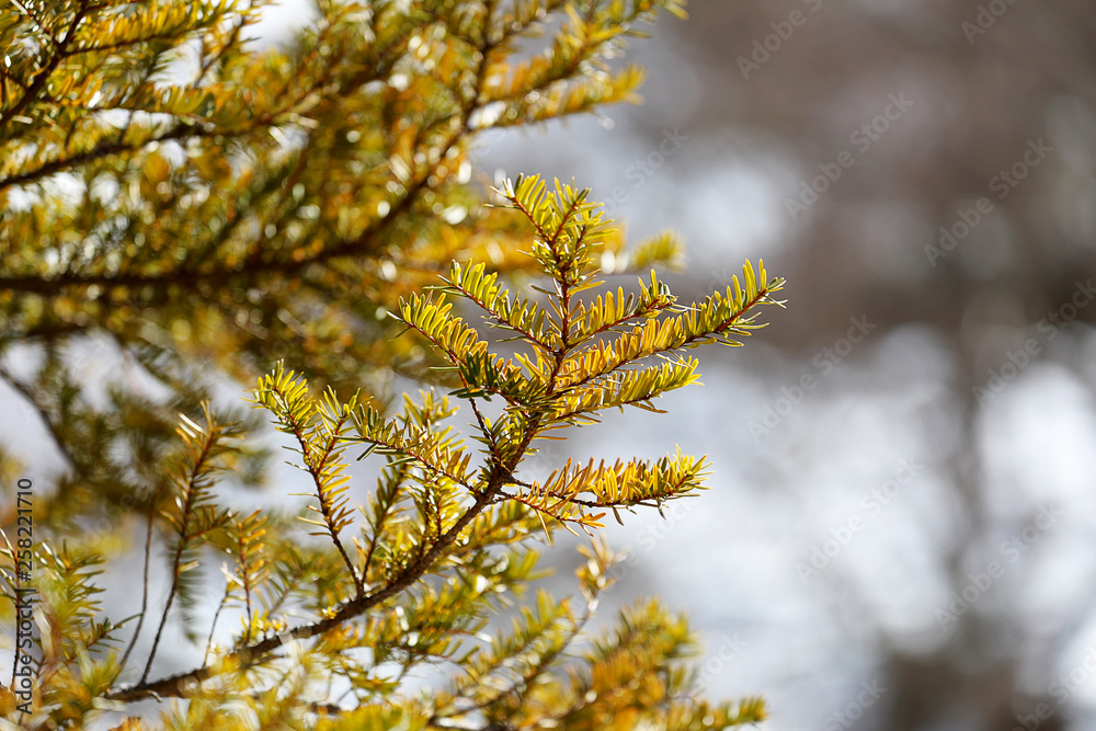 Close up season spring tree with sunshine and snow blurry in blackground. Spring season or winter concept. Close up season spring tree with sunshine and snow blurry in blackground. Spring season or winter concept.