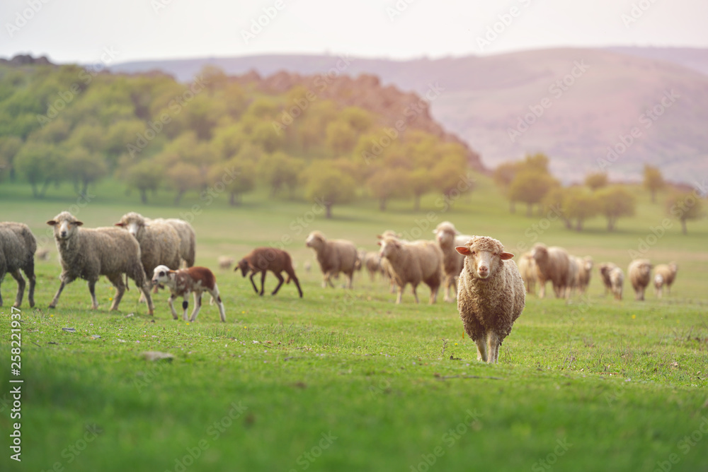 Flock of sheep on fresh spring green meadow during sunrise Flock of sheep on fresh spring green meadow during sunrise