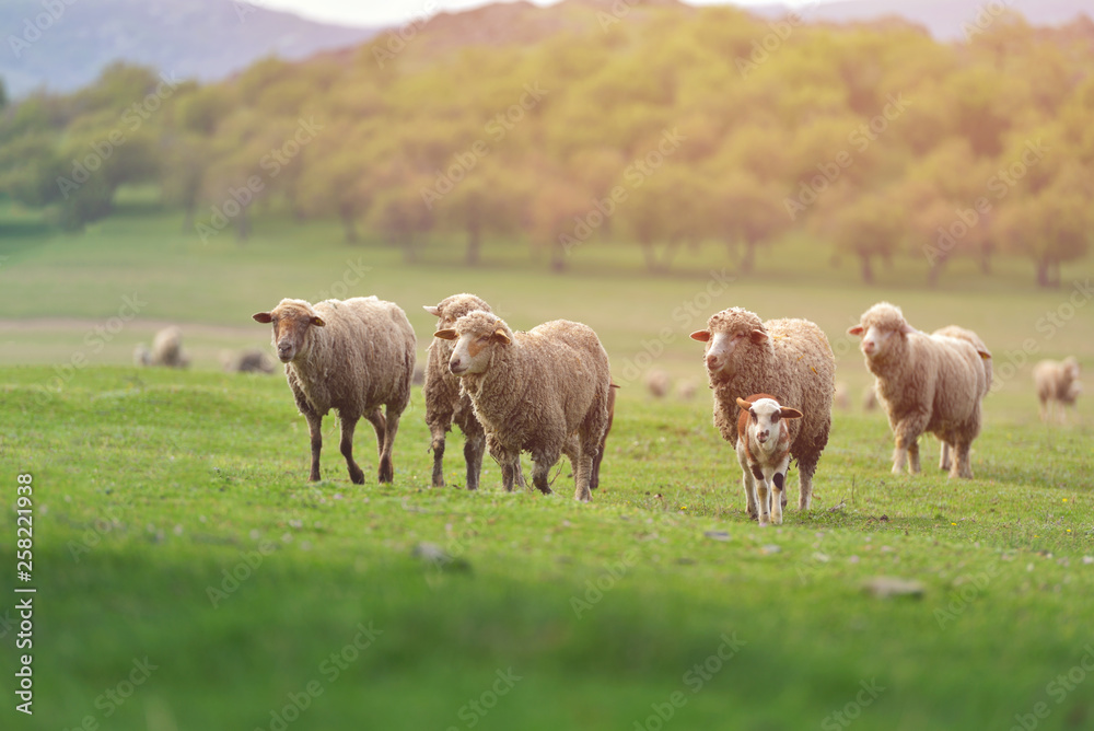 Fototapeta premium Flock of sheep on fresh spring green meadow during sunrise