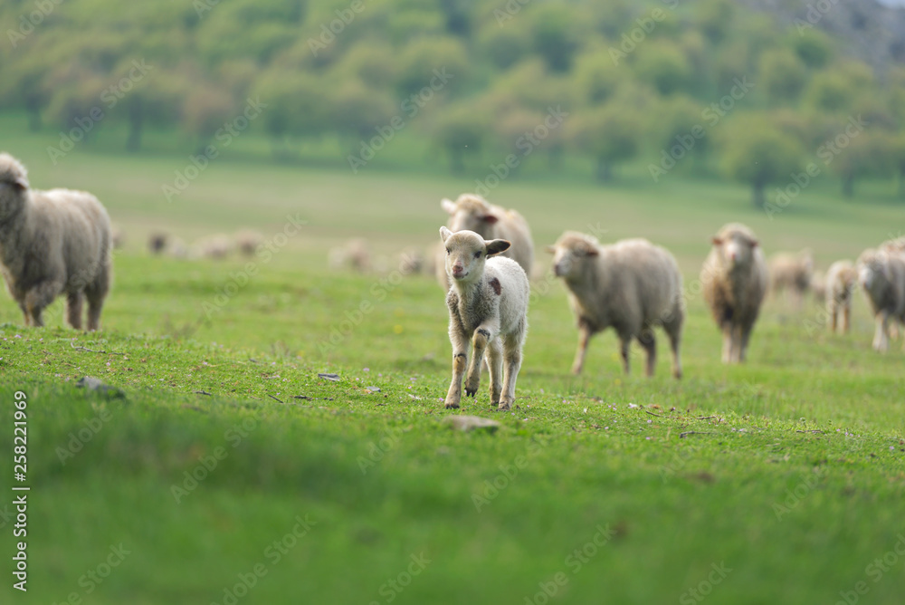 Cute little lamb on fresh spring green meadow during sunrise Cute little lamb on fresh spring green meadow during sunrise