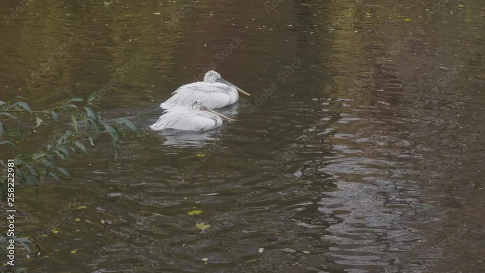 White Pelican (Pelecanus onocrotalus) also known as the Eastern White Pelican. White Pelican (Pelecanus onocrotalus) also known as the Eastern White Pelican.