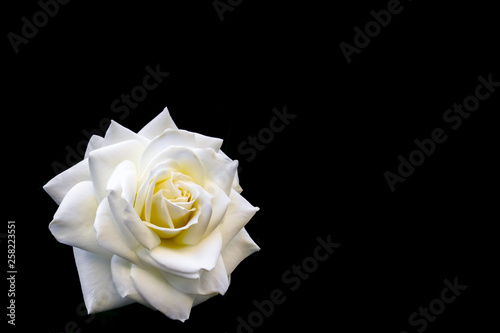 Fototapeta Naklejka Na Ścianę i Meble -  Beautiful white rose isolated on black background. Ideal for greeting cards for wedding, birthday, Valentine's Day, Mother's Day