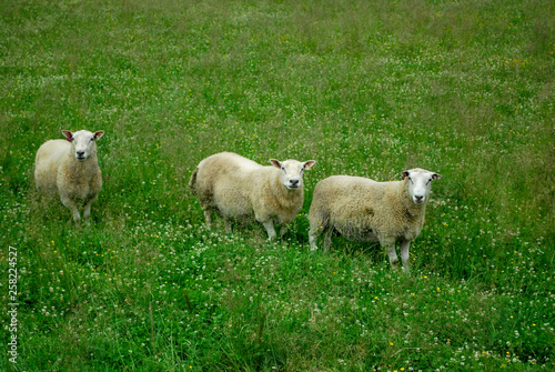 Three Sheep in the grassy green field in Norway