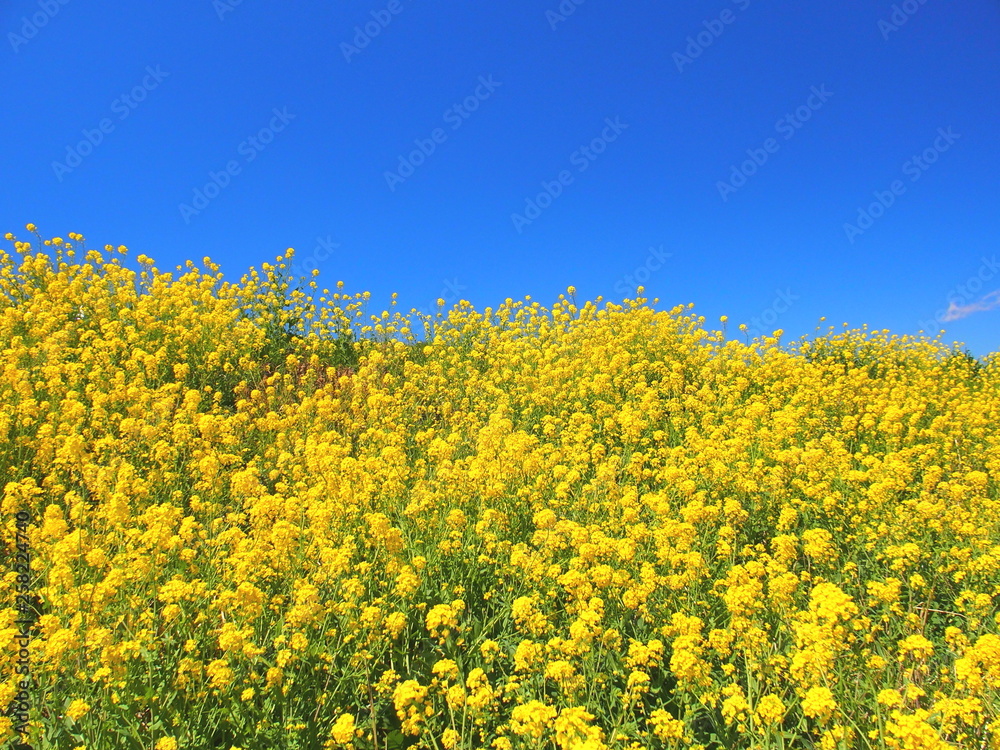 菜の花咲く土手風景