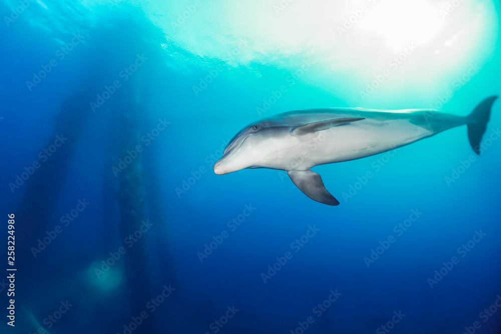 Fototapeta premium Dolphin swimming in the Red Sea, Eilat Israel