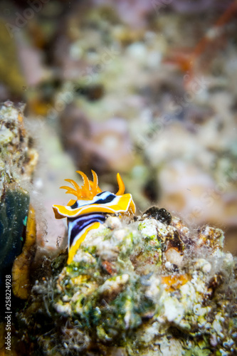 Sea slug in the Red Sea Colorful and beautiful, Eilat Israel photo