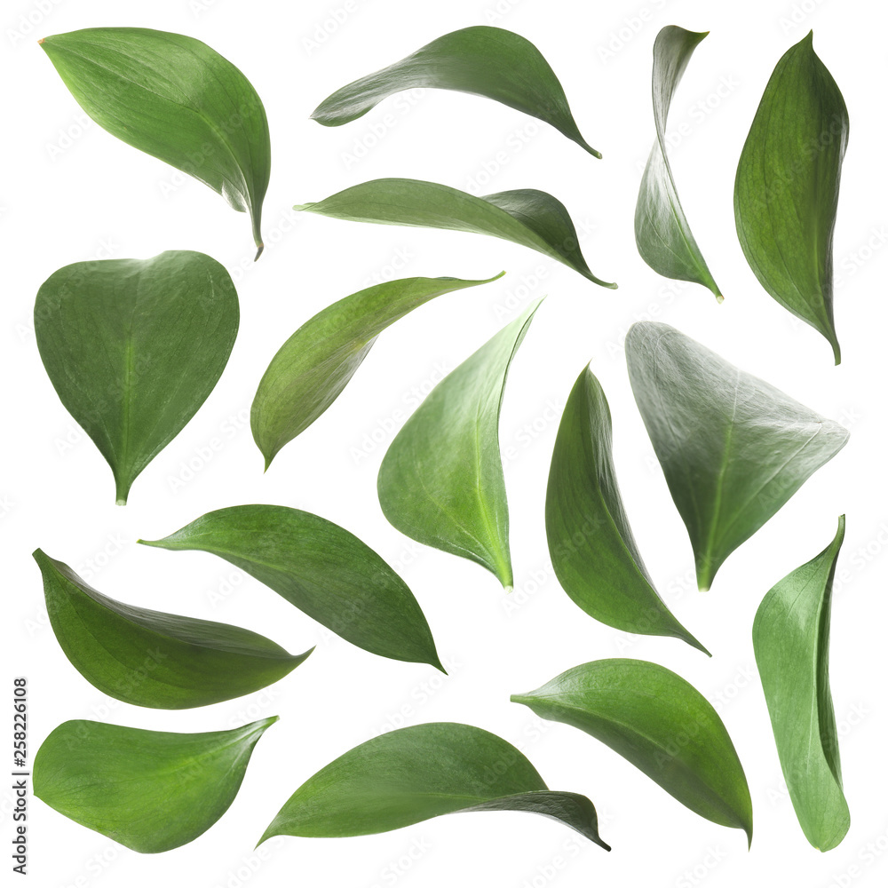 Set of green fresh leaves on white background