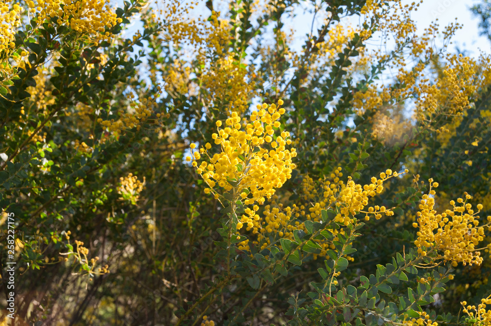 Close up of blooming golden wattle flower cluster Close up of blooming golden wattle flower cluster