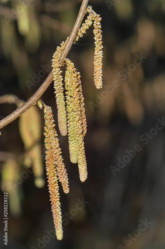 Spring: Male inflorescences of hazelnut, Corylus avellana