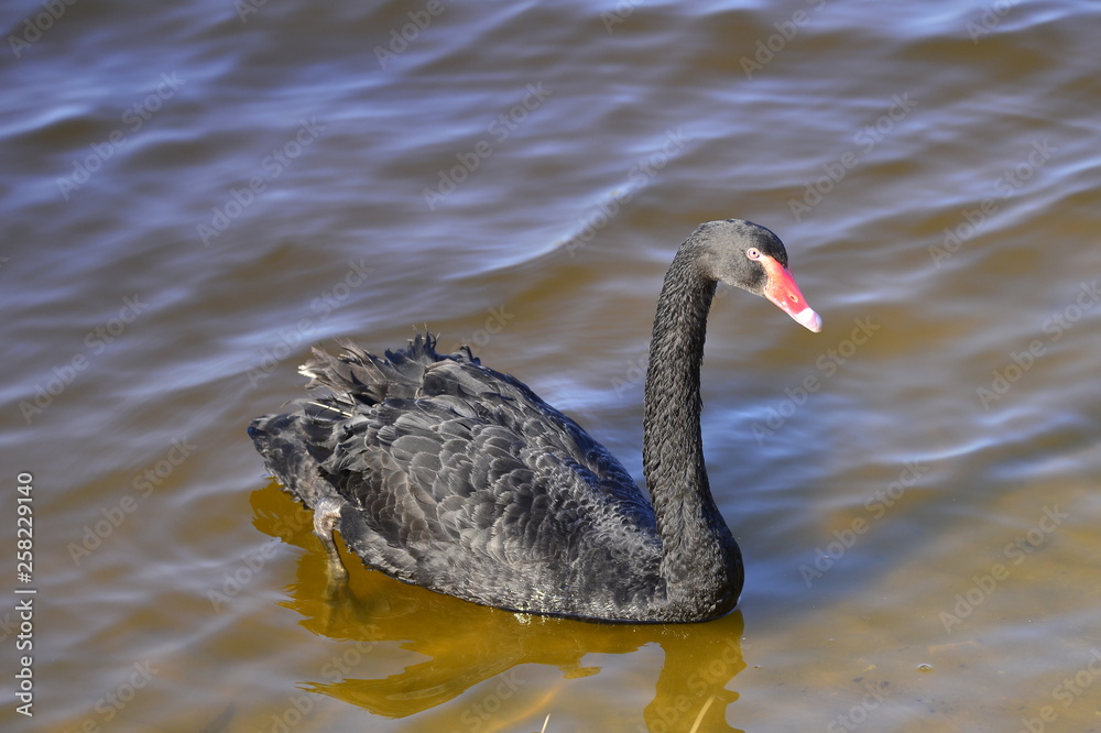 Fototapeta premium The black swan in the park