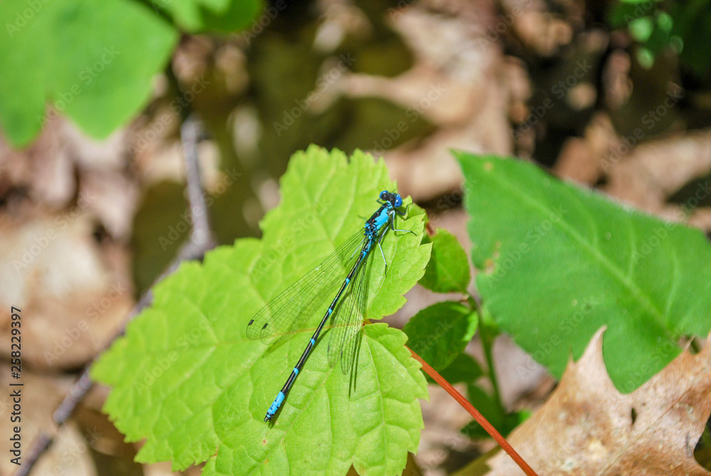 Bright Blue Dragonfly or damselfly resting on bright green leaf Bright Blue Dragonfly or damselfly resting on bright green leaf
