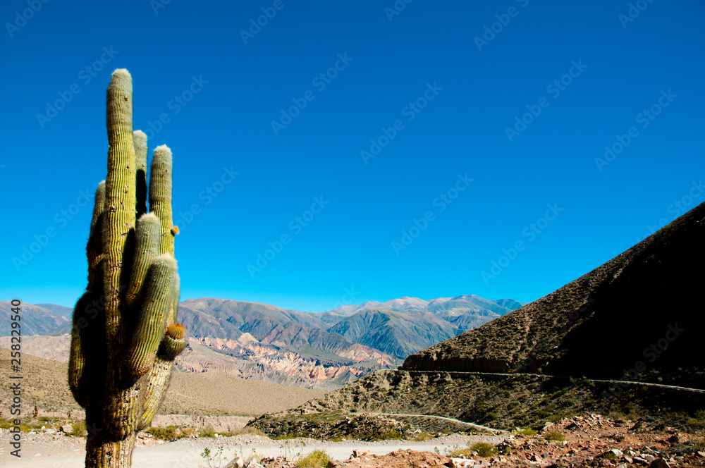 Cardon Cactus - Argentina