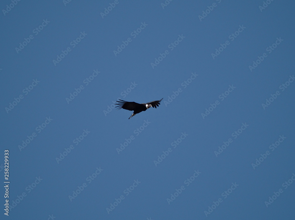 A young Andean condor (vultur gryphus) flying over the Cerro Blanco reserve in Altas Cumbres, Cordoba, Argentina. A young Andean condor (vultur gryphus) flying over the Cerro Blanco reserve in Altas Cumbres, Cordoba, Argentina.