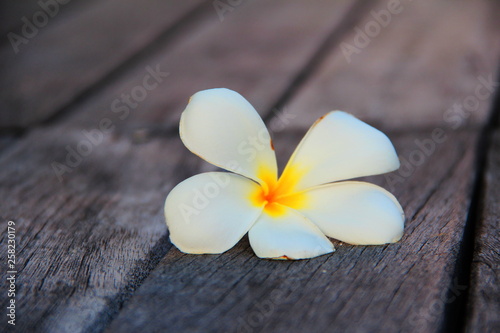 frangipani flowers on wood