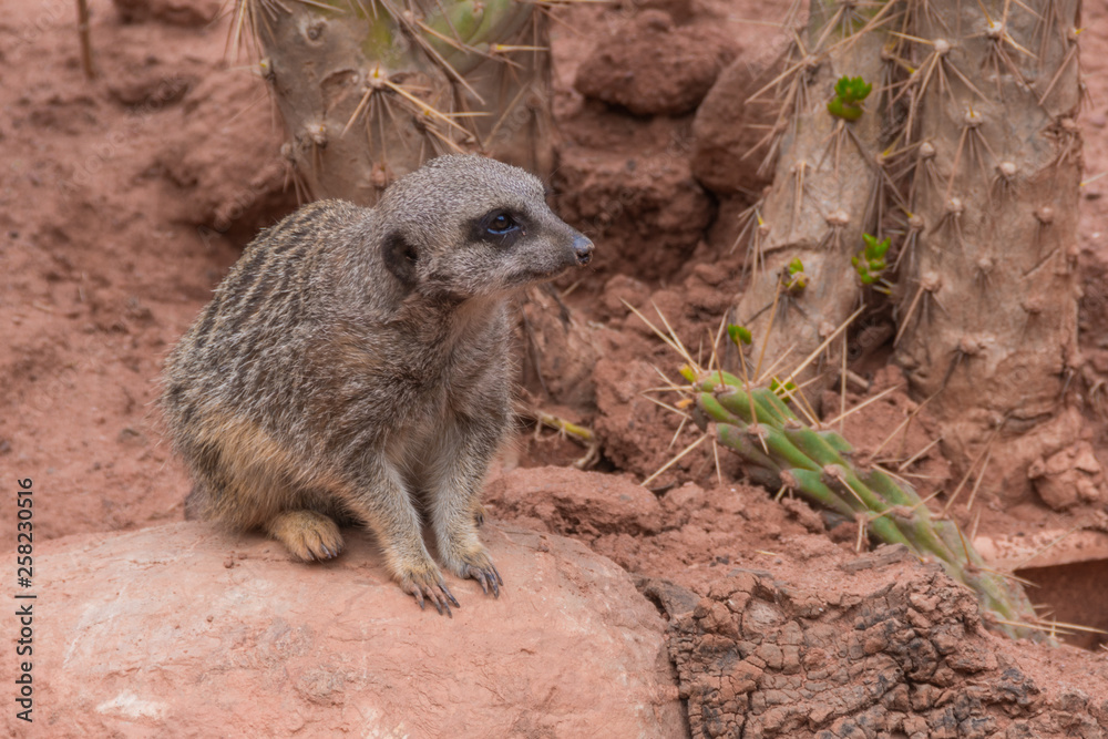 Fototapeta premium suricata