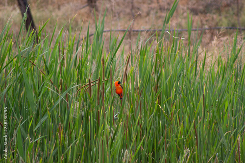 Bird in Bulrush