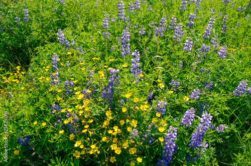 wildflowers growing during summer in Iceland, Arctic lupine or subalpine lupine, Purple and Yellow Flowers