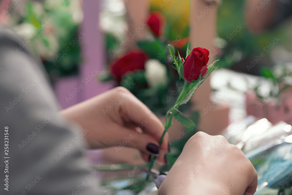 florist holds a young red rose in his hand