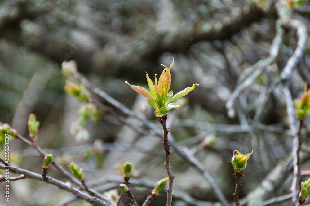 Young tender tree sprout, shoot nature background Young tender tree sprout, shoot nature background