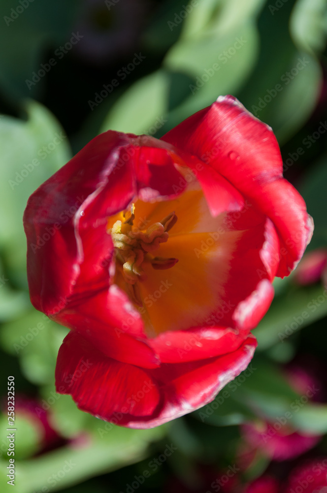 Close up of bright red tulip with yellow centre Close up of bright red tulip with yellow centre