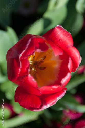 Close up of bright red tulip with yellow centre