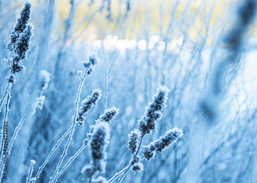 Frost Frost