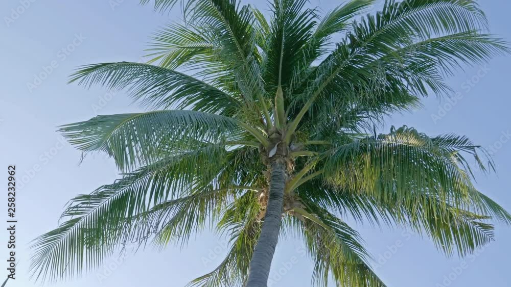 Palm Tree Low Angle Shot on Sunny Summer Day on Tropical Beach Palm Tree Low Angle Shot on Sunny Summer Day on Tropical Beach