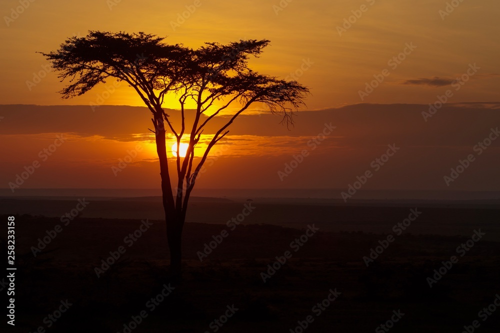 Obraz premium Kenya January 2019 - Masai-Mara sunrise early morning