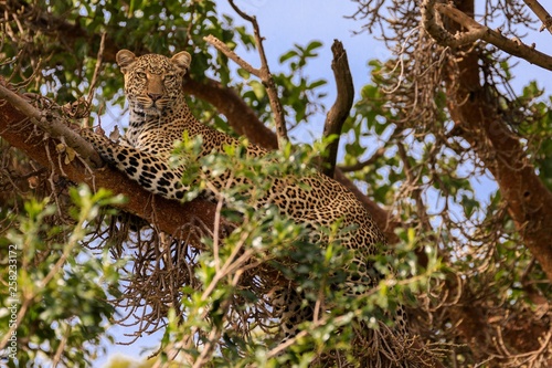 Kenya January 2019 - safari Masai-Mara leopard 