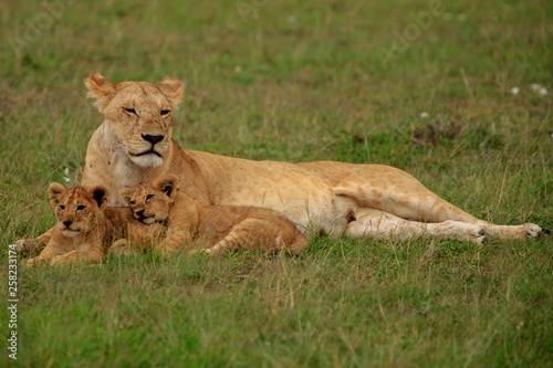 Kenya January 2019 - safari Masai-Mara female lion with babies 