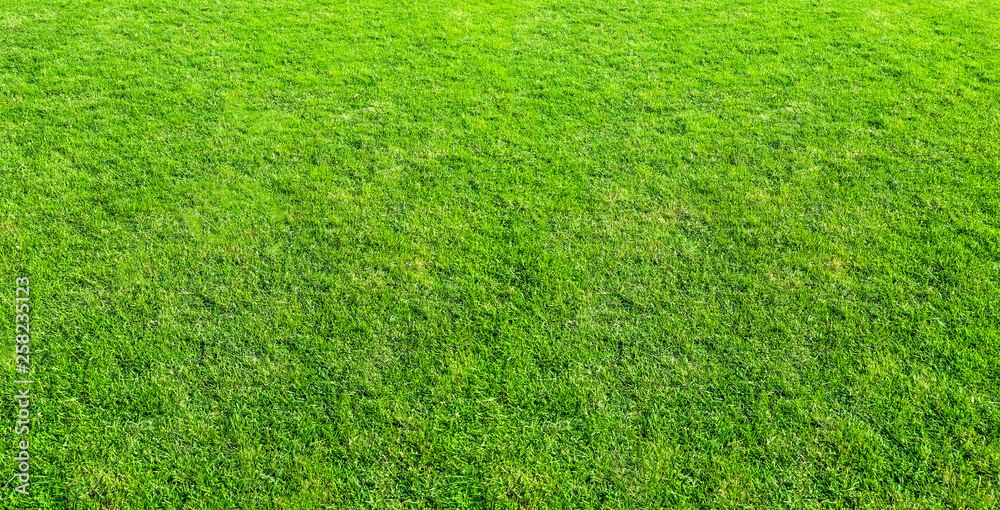 Landscape of grass field in green public park use as natural background or backdrop. Green grass texture from a field. Landscape of grass field in green public park use as natural background or backdrop. Green grass texture from a field.