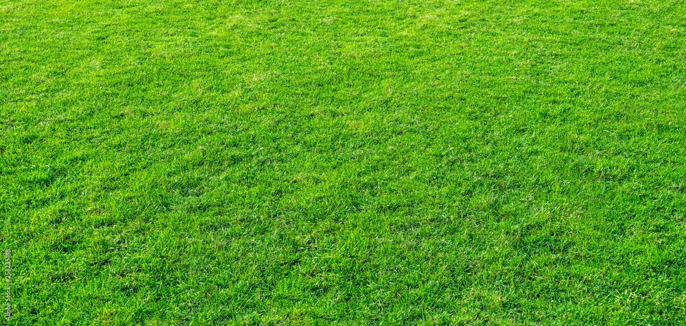 Landscape of grass field in green public park use as natural background or backdrop. Green grass texture from a field. Landscape of grass field in green public park use as natural background or backdrop. Green grass texture from a field.