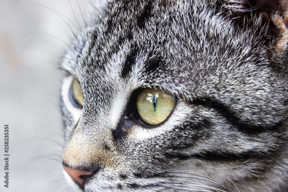 Fototapeta premium Striped cat macro. Striped cat watching