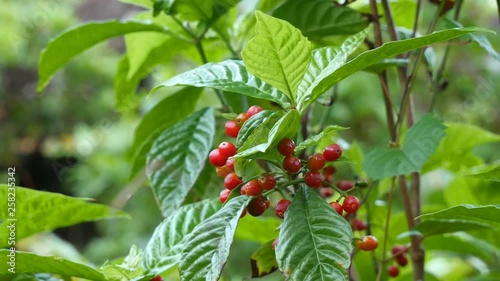 Psychotria nervosa - wild coffee - with its small red fruits, in the Florida hammock habitat.