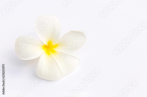 Tropical flowers frangipani