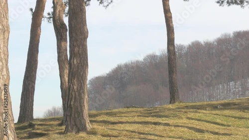 Fantasy Group walking on hill between trees photo