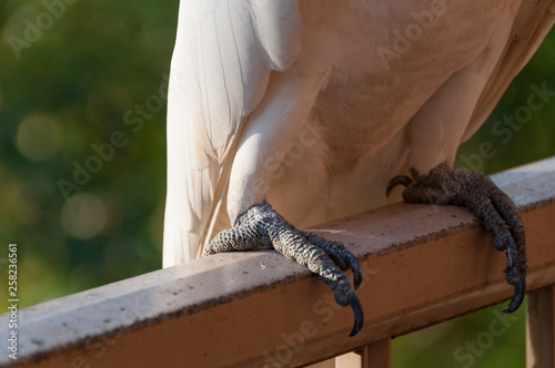 Close up of sulphur-crested cockatoo bird feet photo