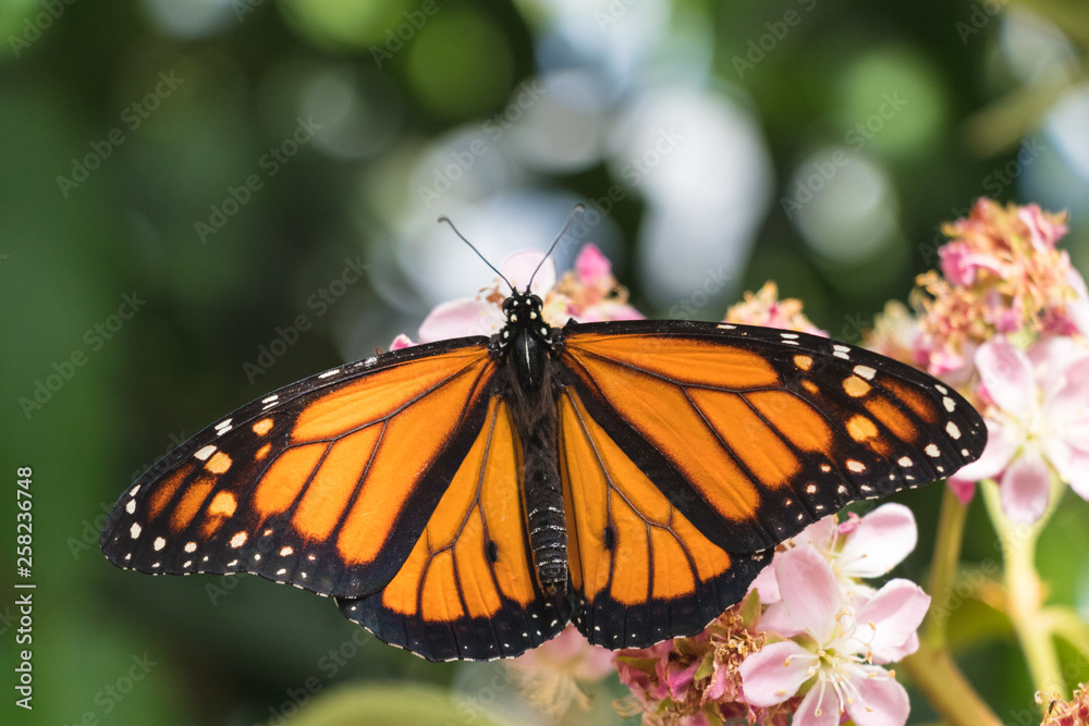 Fototapeta premium Monarch butterfly with opened wings on a flower