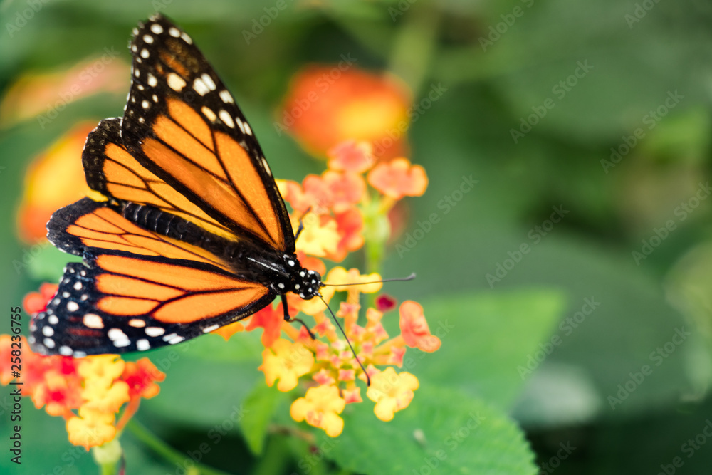 Monarch Butterfly - Common Tiger female on a flower Monarch Butterfly - Common Tiger female on a flower