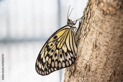 Idea leuconoe butterfly on a tree photo