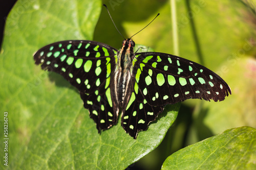 Graphium agamemnon butterfly - The tailed Green jay on a leaf