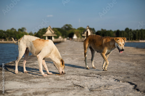 Homeless dog is walking side by side on the bridge and hungry at the sea, dangerous and may be infected by rabies.Rabies concept. © I'm Thongchai